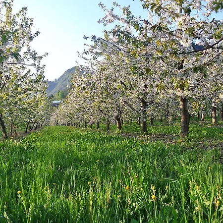 Farm stay Agriturismo Bortolotti